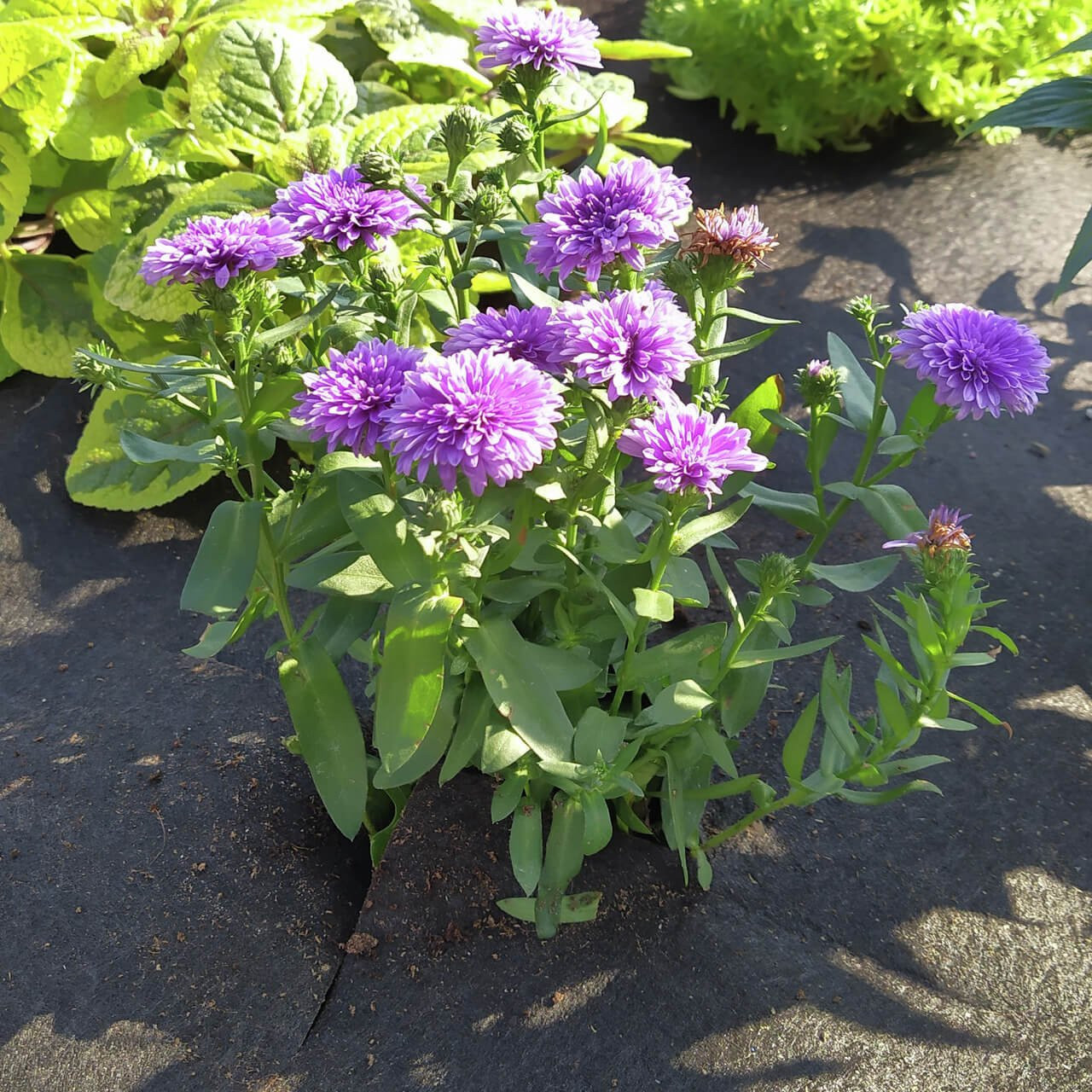 Unkrautvlies 2x10m – Robustes Unkrautschutzgewebe Für Garten, Terrasse & Beete, UV-stabil & Wasserdurchlässig