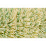 Alfa Polyamidwalze GREEN 25cm - Fassadenwalze